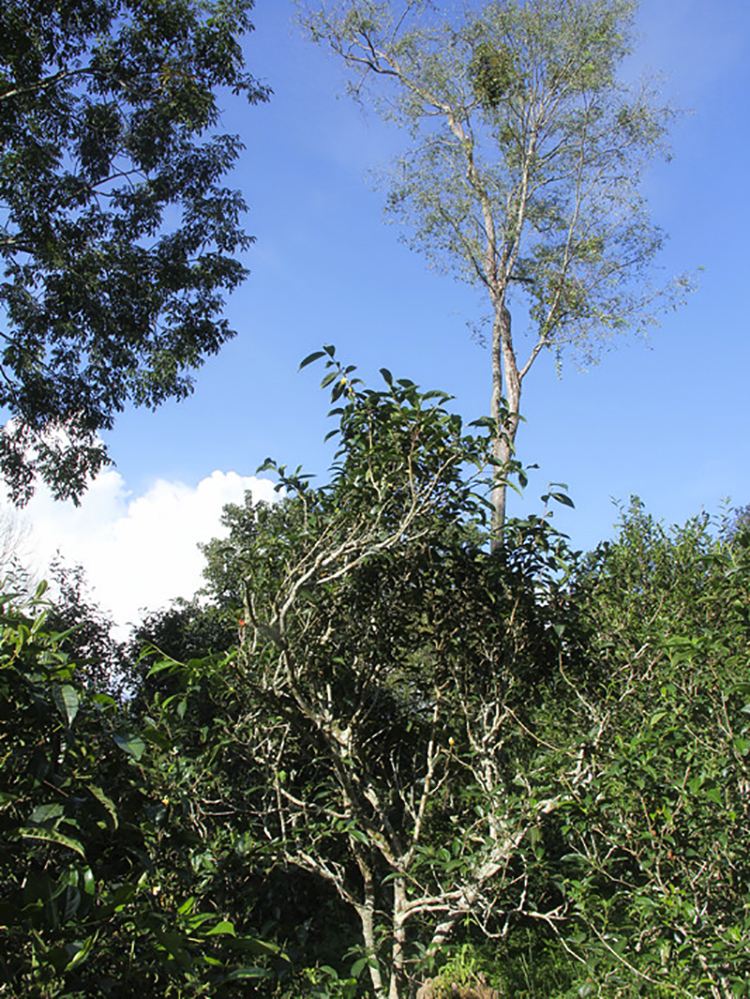 2022年莽枝古樹春茶口感？