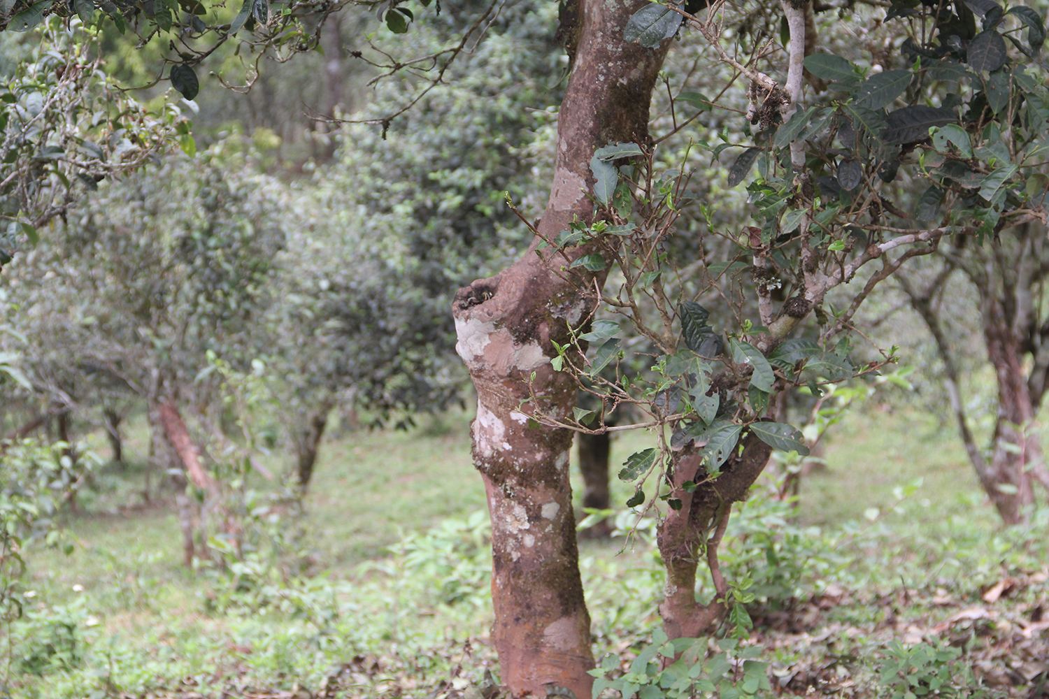 2022年莽枝古樹春茶價格？