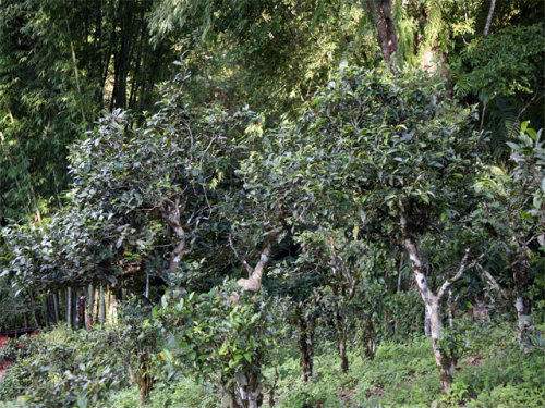 2022年攸樂(lè)古樹(shù)春茶特點(diǎn)？