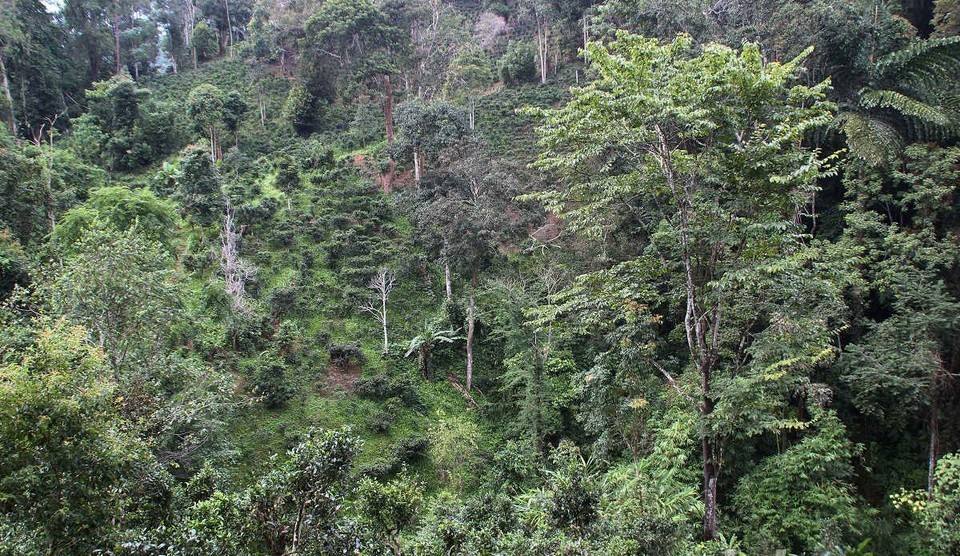 2022年攸樂古樹春茶價格？