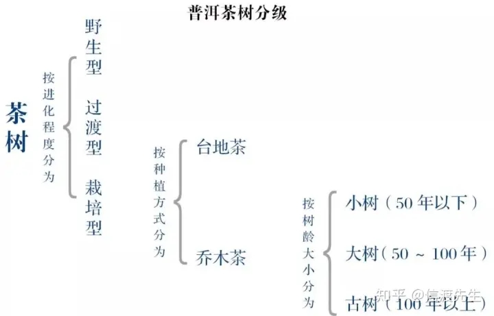 2022年按順序排列普洱茶樹等級(jí) 怎么分？