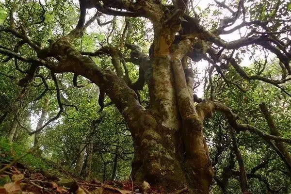 冰島！普洱茶界最有名的山頭，一次性把冰島茶講清楚！