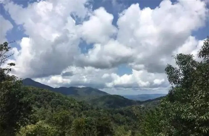 喝普洱茶的人為什么喜歡追山頭？無非就是這幾個原因