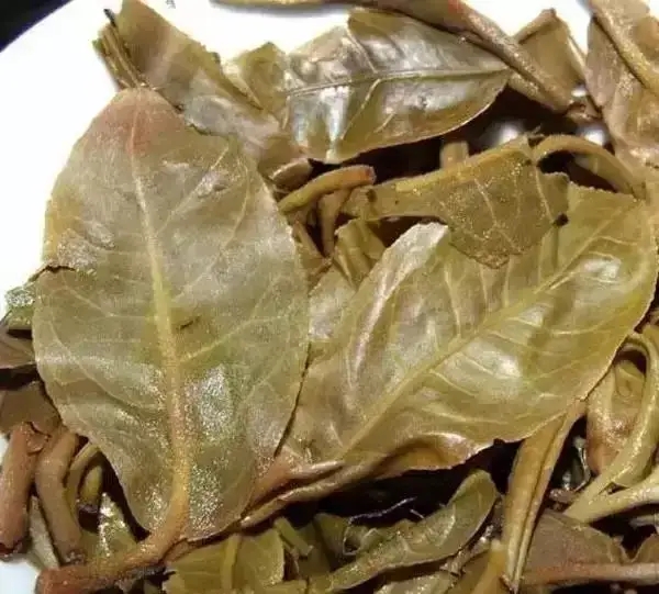 怎么看古樹普洱茶葉底？