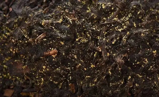 普洱茶的金花怎么鑒別？