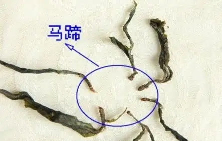 馬蹄竟然還能喝？普洱茶里的馬蹄你有了解過(guò)嗎？