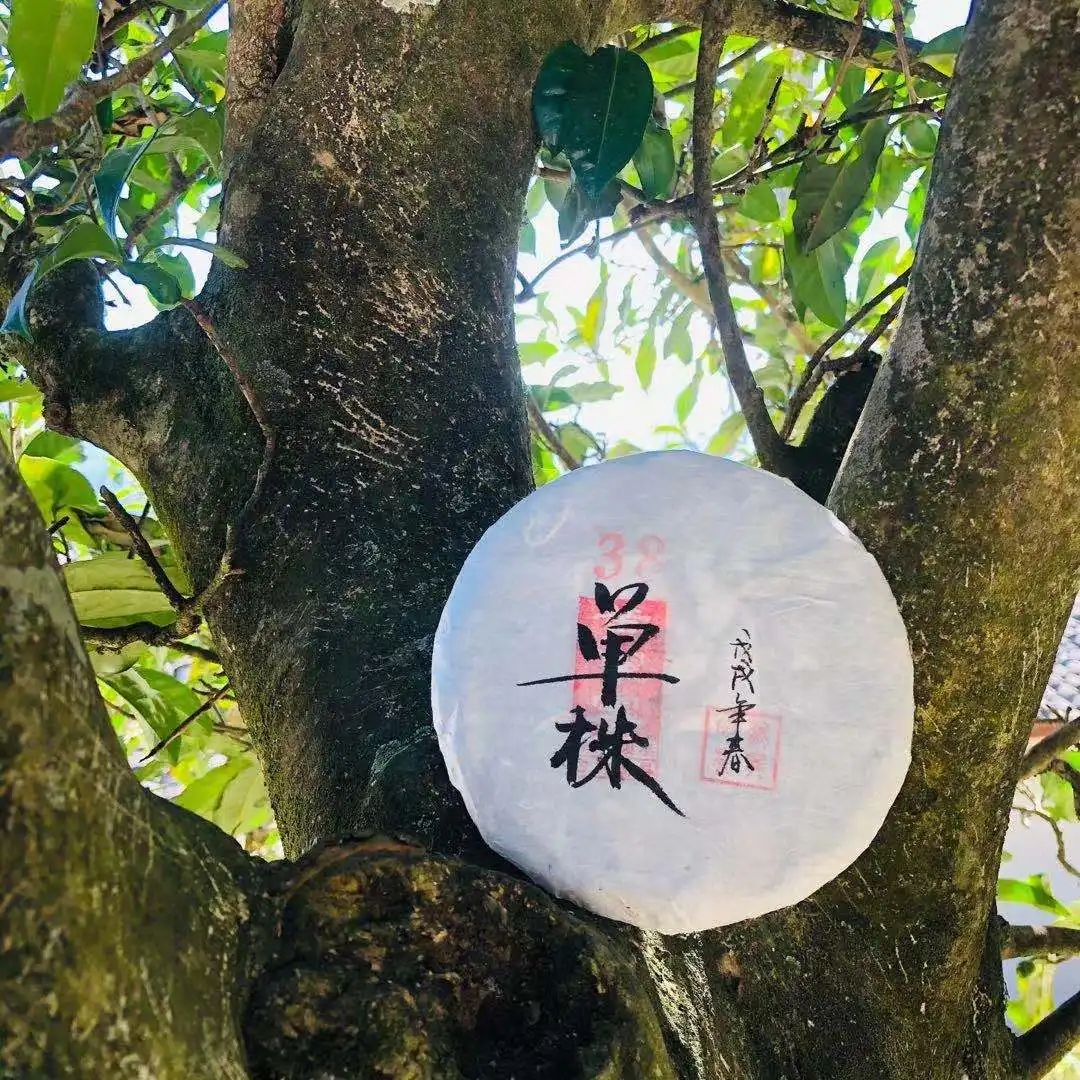 普洱茶單株是什么，好在哪里？