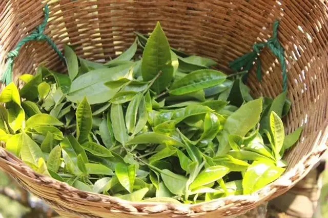 普洱茶3大核心產(chǎn)區(qū)，請(qǐng)好好收藏！