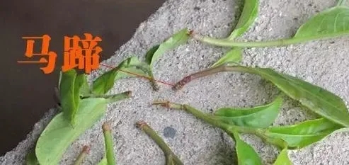 正確認識普洱茶中的“馬蹄腳”