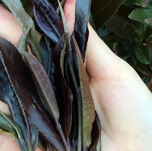 普洱茶中有一種叫“紫芽茶”的是怎么回事？