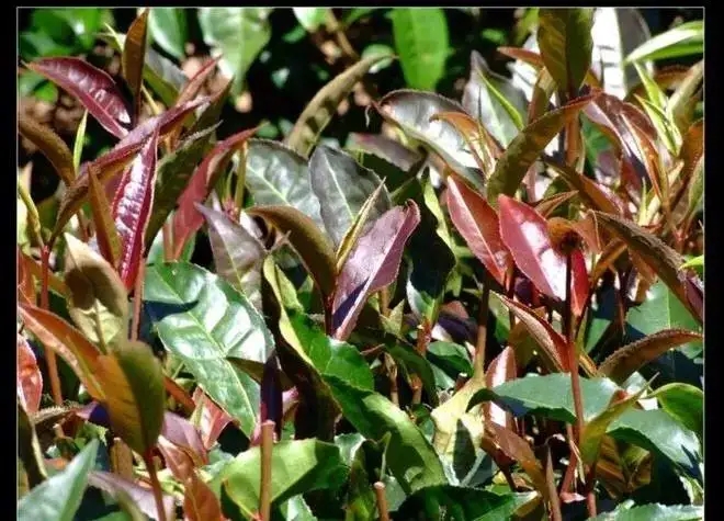 紫芽普洱茶真的都很珍貴嗎？這篇文章說(shuō)到你心坎上了