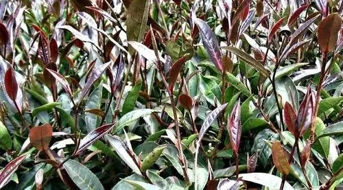 紫芽普洱是什么茶？