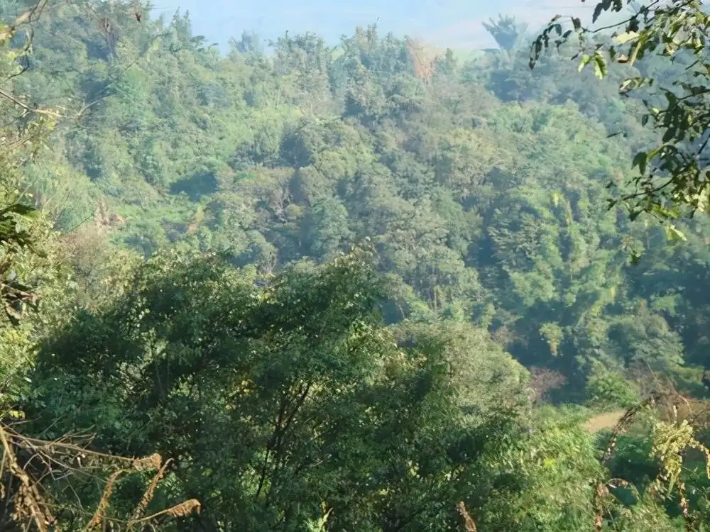 茶山紀實：再進犀牛塘，不一樣的感覺；菁瑤可以預見的豐收年