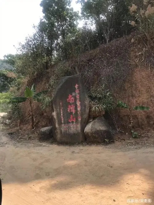 古茶第一村”，你見(jiàn)過(guò)這樣的茶樹(shù)嗎？