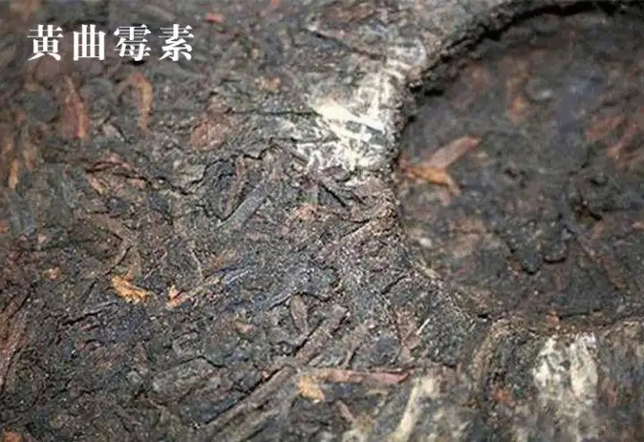 普洱茶有黃曲霉毒素，喝了會致癌？不黑不吹，咱用事實(shí)說話