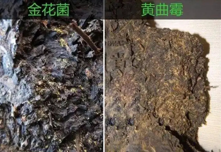 從普洱茶致癌論說開，再談普洱茶與黃曲霉毒素的關系。