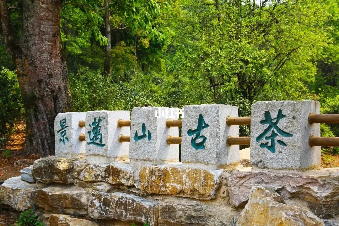 普洱茶的年份：新茶、老茶、中期茶、印級(jí)茶、古董茶