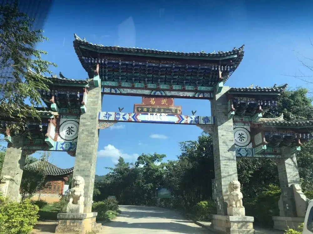 古樹茶年份越老，茶葉就越好嗎？影響茶葉品質的因素有哪些？