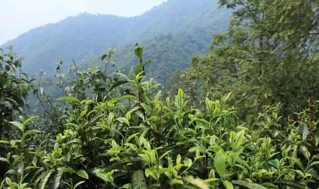 古樹(shù)茶的價(jià)值和意義在哪里？