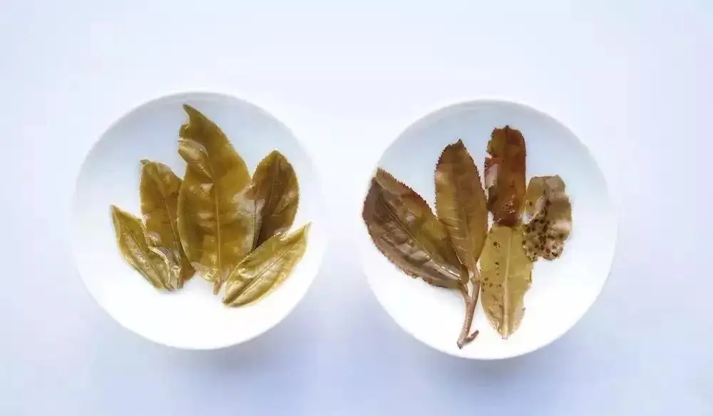 普洱茶的九種山寨版本，喜歡普洱茶的一定要看