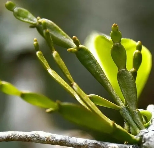 “螃蟹腳”是什么？