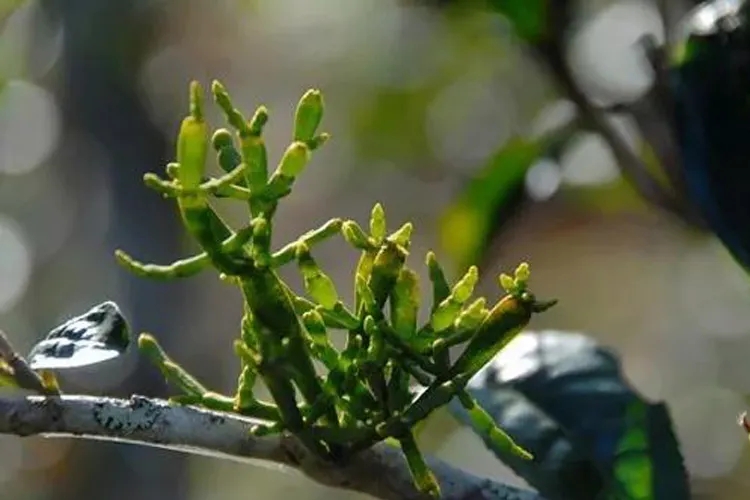 什么是螃蟹腳？茶界的螃蟹腳可能和你想的不一樣！