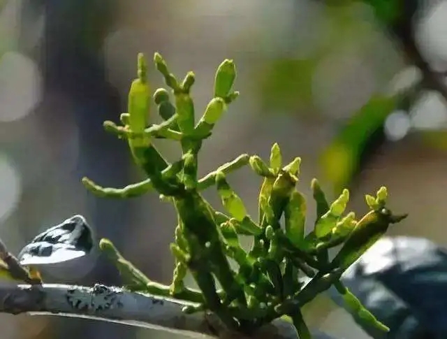 一節(jié)螃蟹腳，勝過冬蟲和夏草