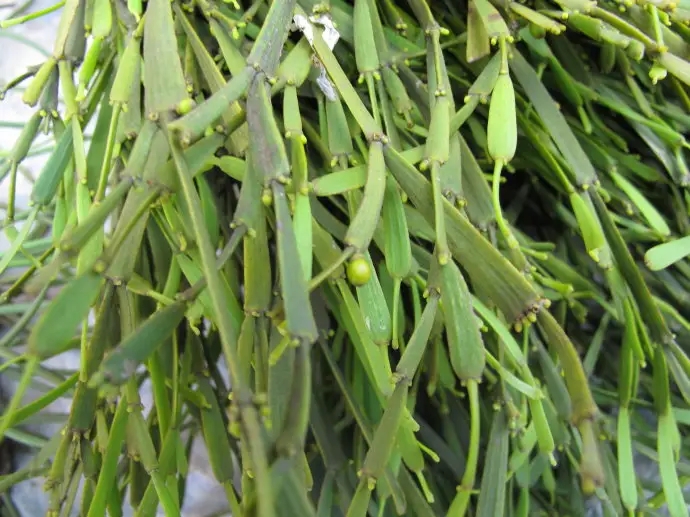 普洱茶中的“螃蟹腳”，到底是什么？如何辨別？