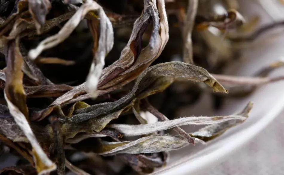 普洱茶樹生長(zhǎng)的海拔越高，品質(zhì)就越好嗎？