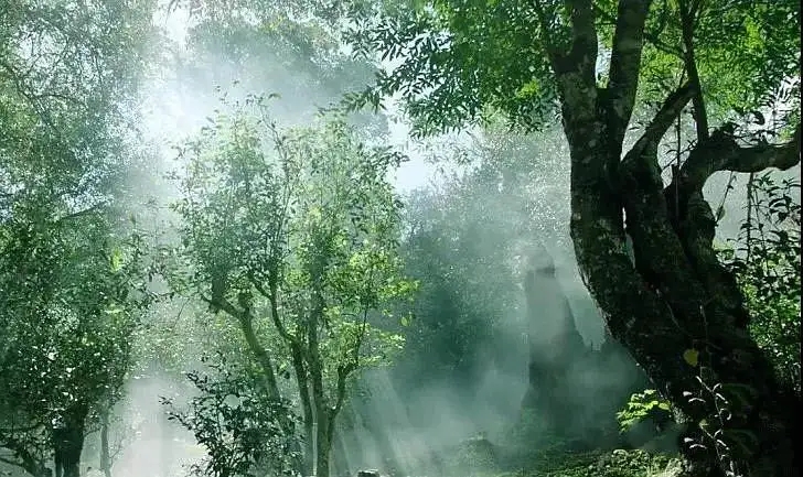 獨有神韻的瀾滄景邁古樹茶！