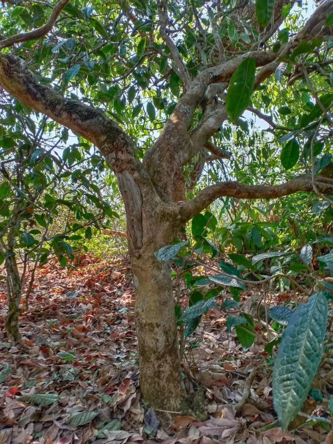 一山一韻，普洱茶的山韻