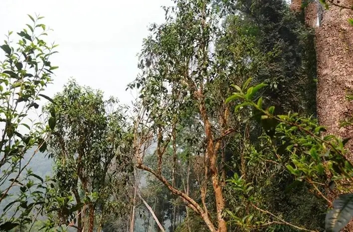 易武白茶園 | 量少珍稀古樹茶、易武茶中的佼佼者~香揚(yáng)水柔有內(nèi)質(zhì)