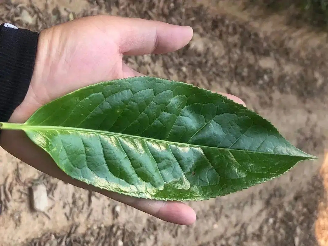 【茶百科】勐庫大葉種的適制性。