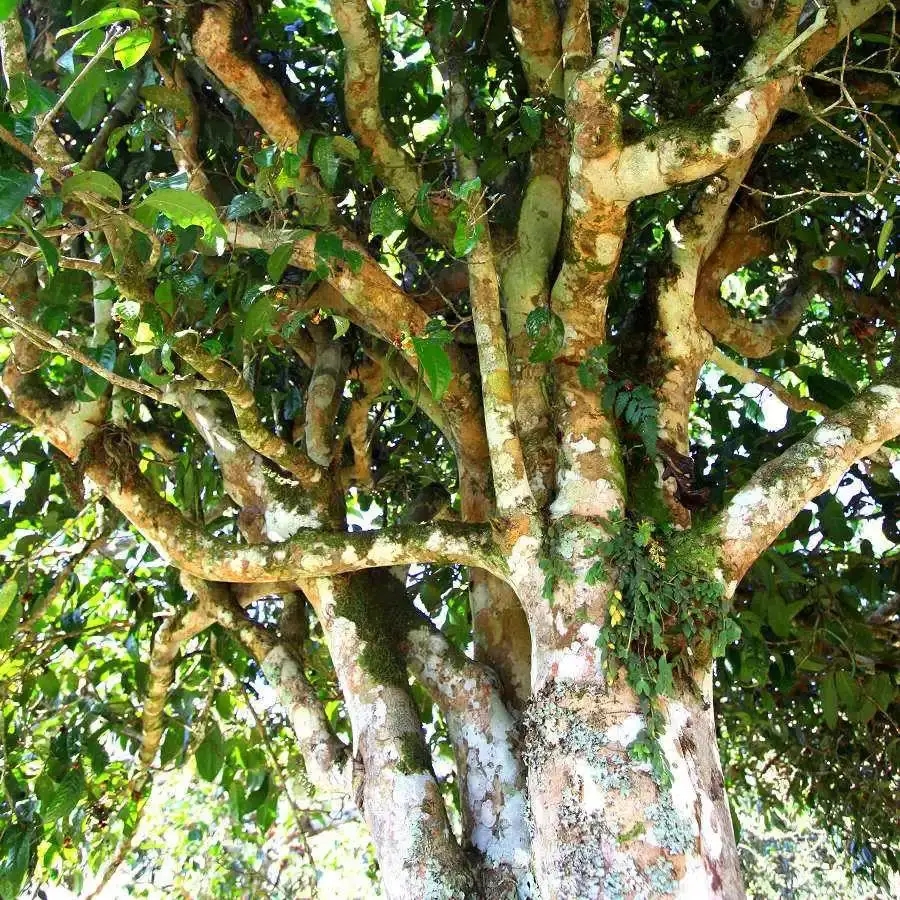 來(lái)自易武秘境的至味臻品！氣韻強(qiáng)勁，余韻深邃，一口喚醒你的味蕾~