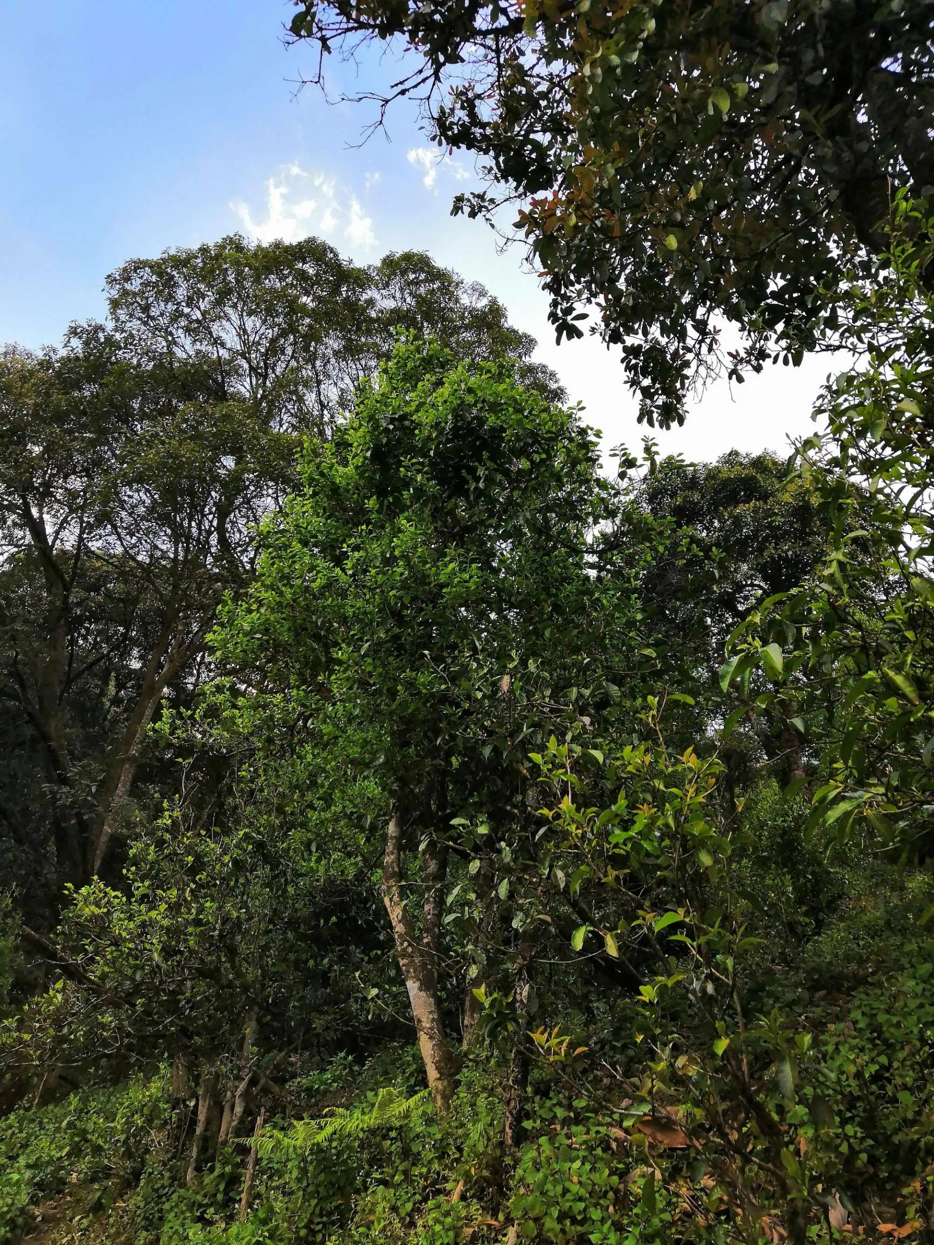 古樹茶的市場，未來該如何發(fā)展？