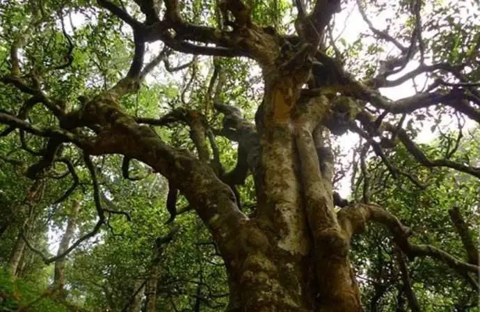 古樹茶小課堂：古樹普洱茶的三大價值