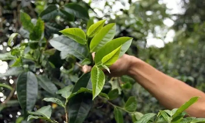 云南大葉種和小葉種是一個品種嗎？兩者有何優(yōu)勢？