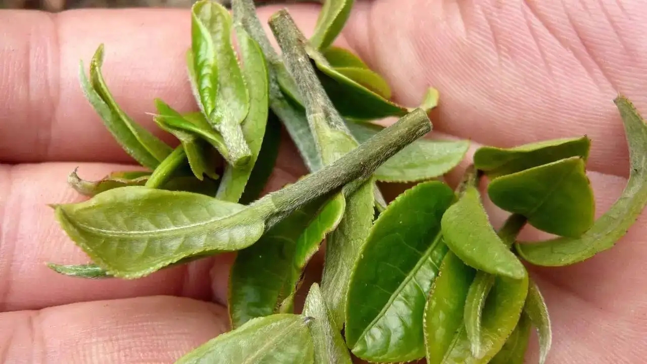 云南大葉種曬青毛茶，是什么茶？