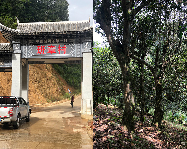 2023年新班章古樹(shù)春茶品質(zhì)怎么樣？