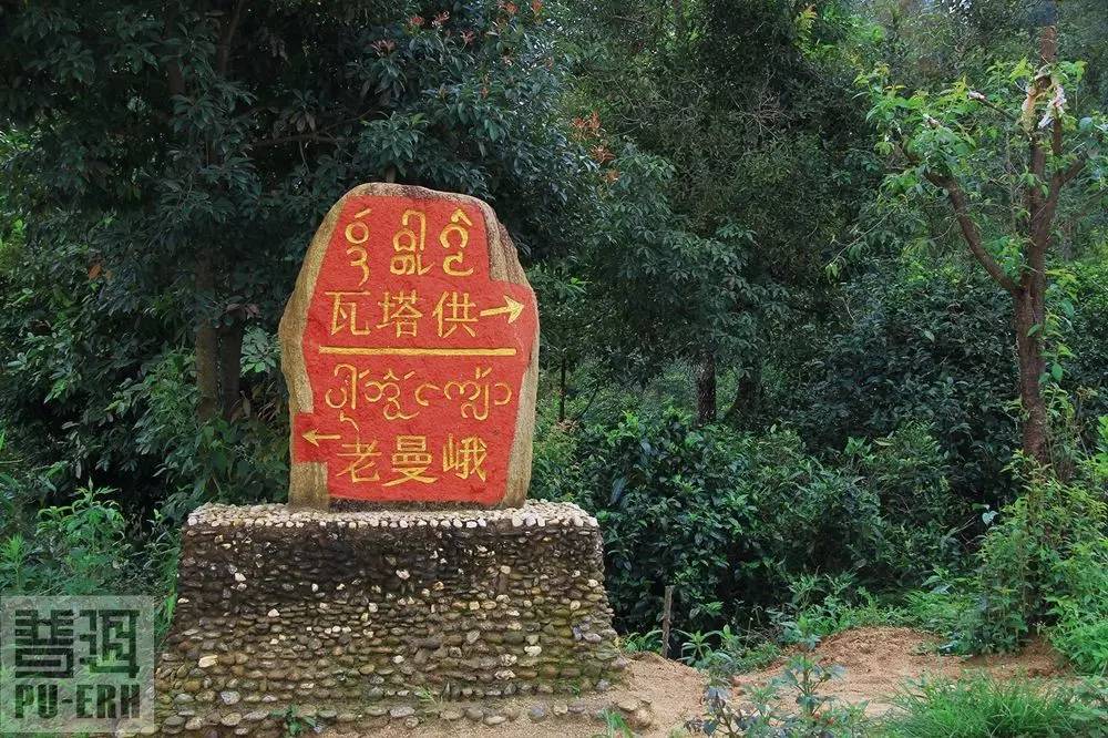 2023年老曼峨古樹春茶特點是什么？