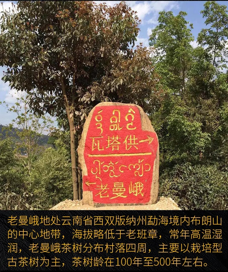 2023年老曼峨古樹春茶口感？