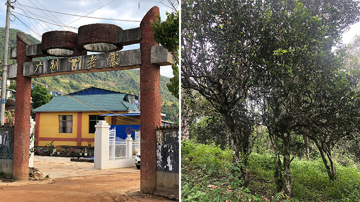 2023年廣別老寨古樹春茶多少錢一公斤？