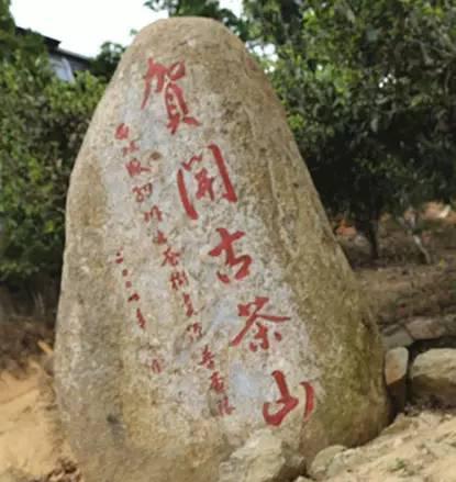 2023年賀開古樹春茶品質(zhì)如何？