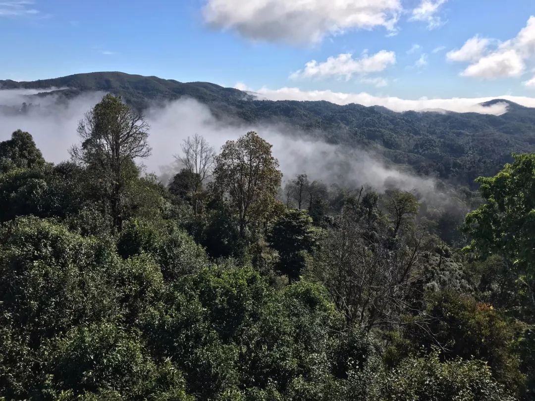 2023年賀開古樹春茶特點(diǎn)是什么？