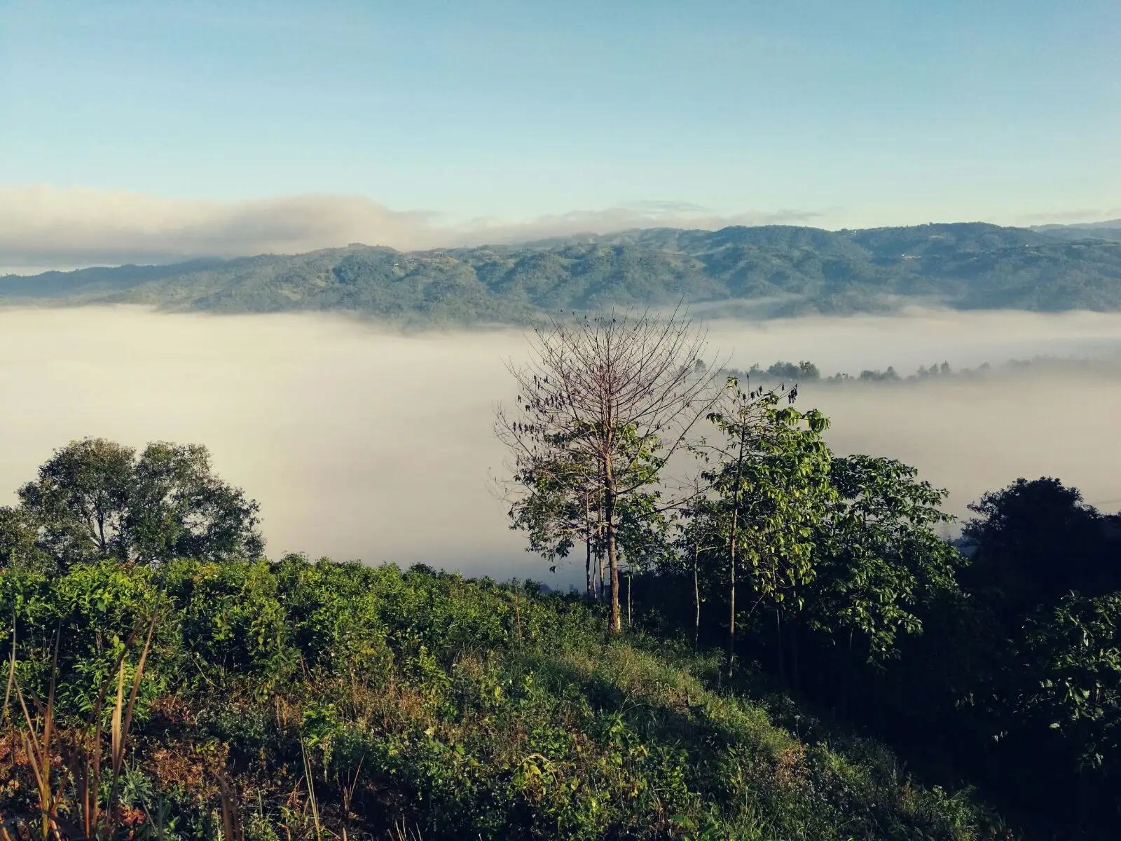 2023年賀開古樹春茶價格是多少？