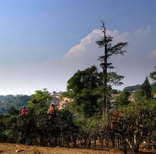 2023年賀開(kāi)古樹(shù)春茶多少錢一公斤？