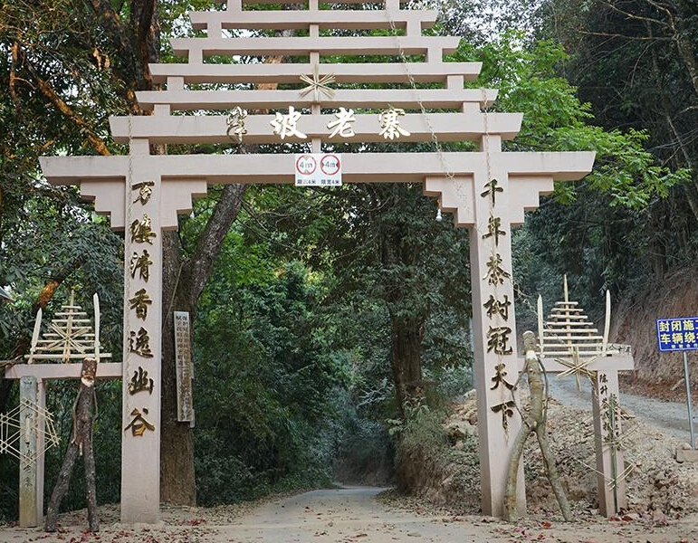 2023年半坡老寨古樹春茶品質？