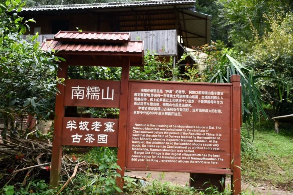 2023年半坡老寨古樹春茶口感是什么？