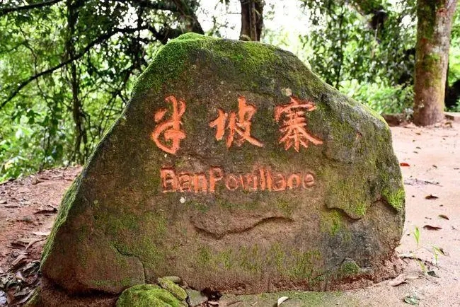 2023年半坡老寨古樹春茶價格是多少？