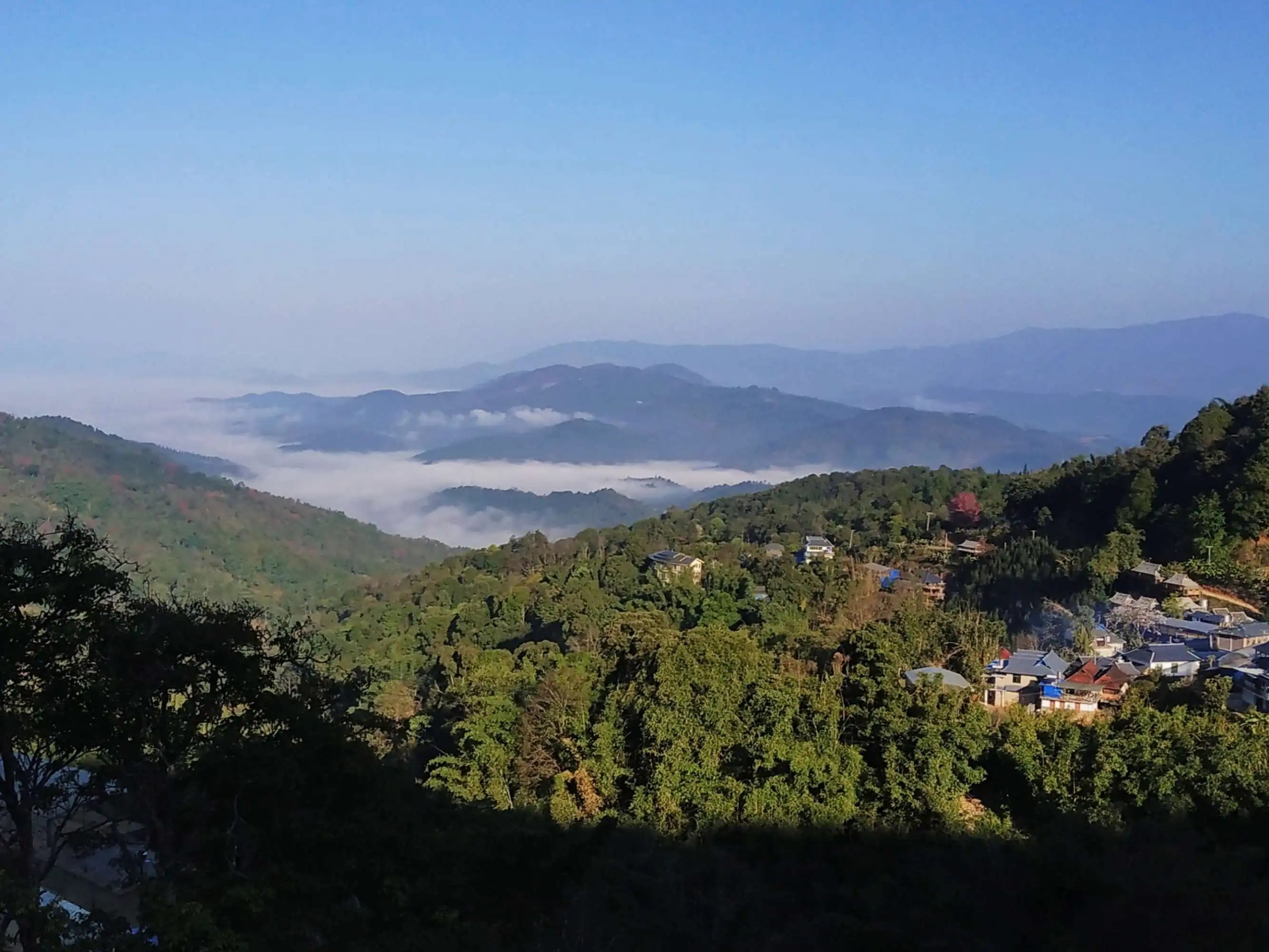 2023年南糯山古樹春茶口感如何?